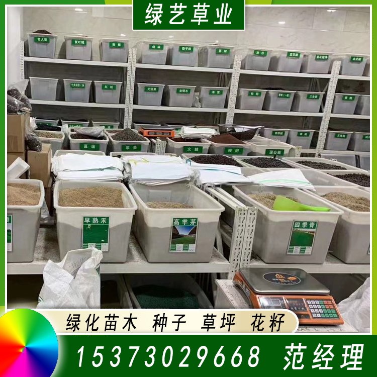 蘭引三號足球場草 草坪草皮基地供應 綠化專用優質蘭引3號約3.89元,約3.68元,約3.58元